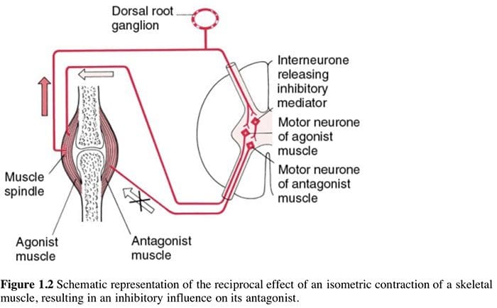 tecniche di energia muscolare