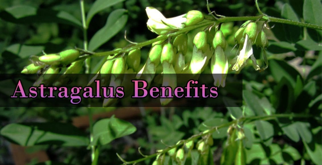Astragalus and The Immune System • Chiropractic Scientists • 9158500900